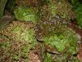 Lettuce mixed bMignonette and coral